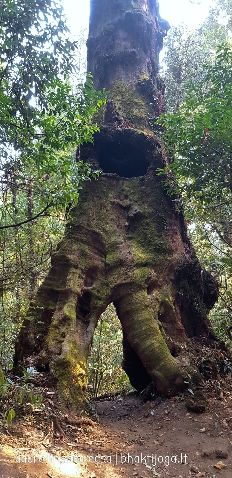  Trees. Shivapuri mountain. Kathmandu. 2019.01.15